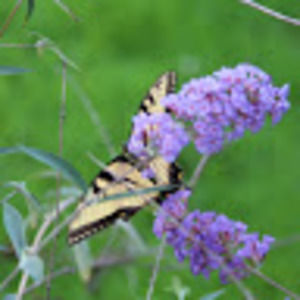 Meet your Posher, Teresa